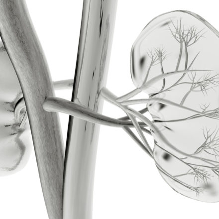 Human-Kidney-Illustration