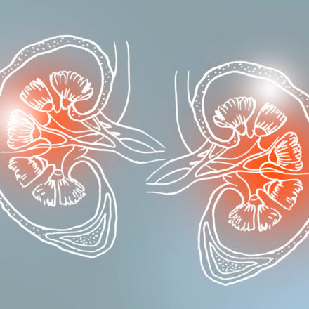 Kidney-Illustration